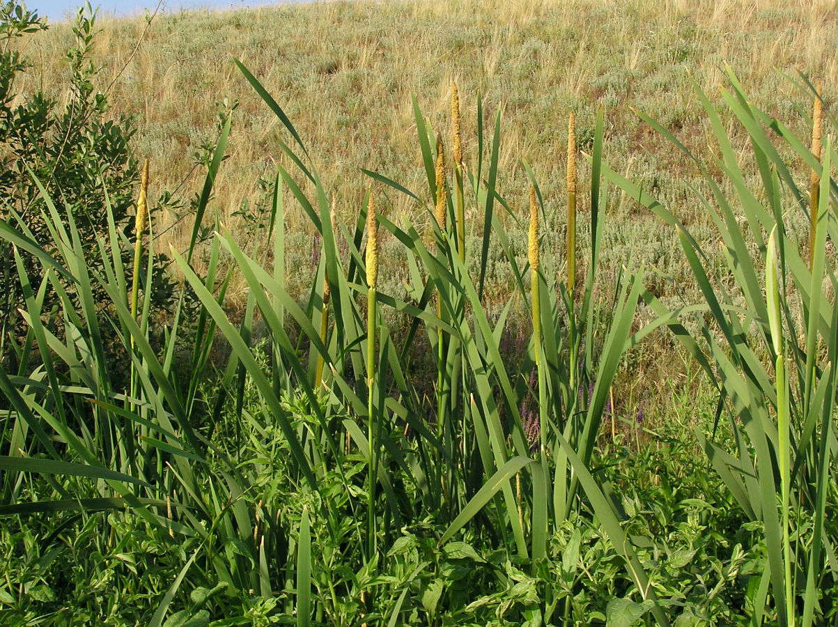 Изображение особи Typha latifolia.