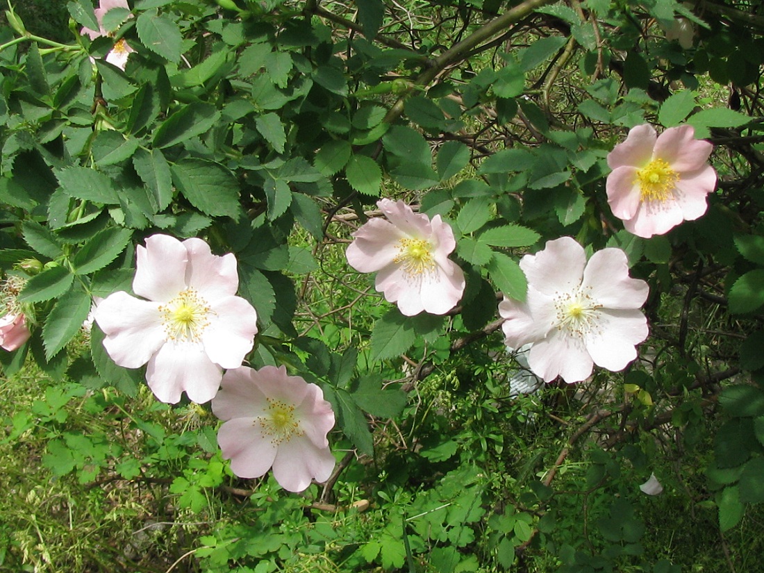 Image of Rosa canina specimen.