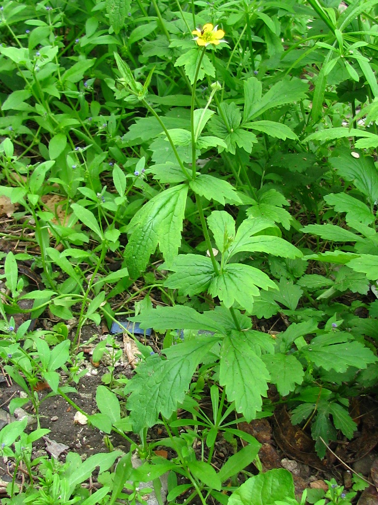 Image of Geum urbanum specimen.