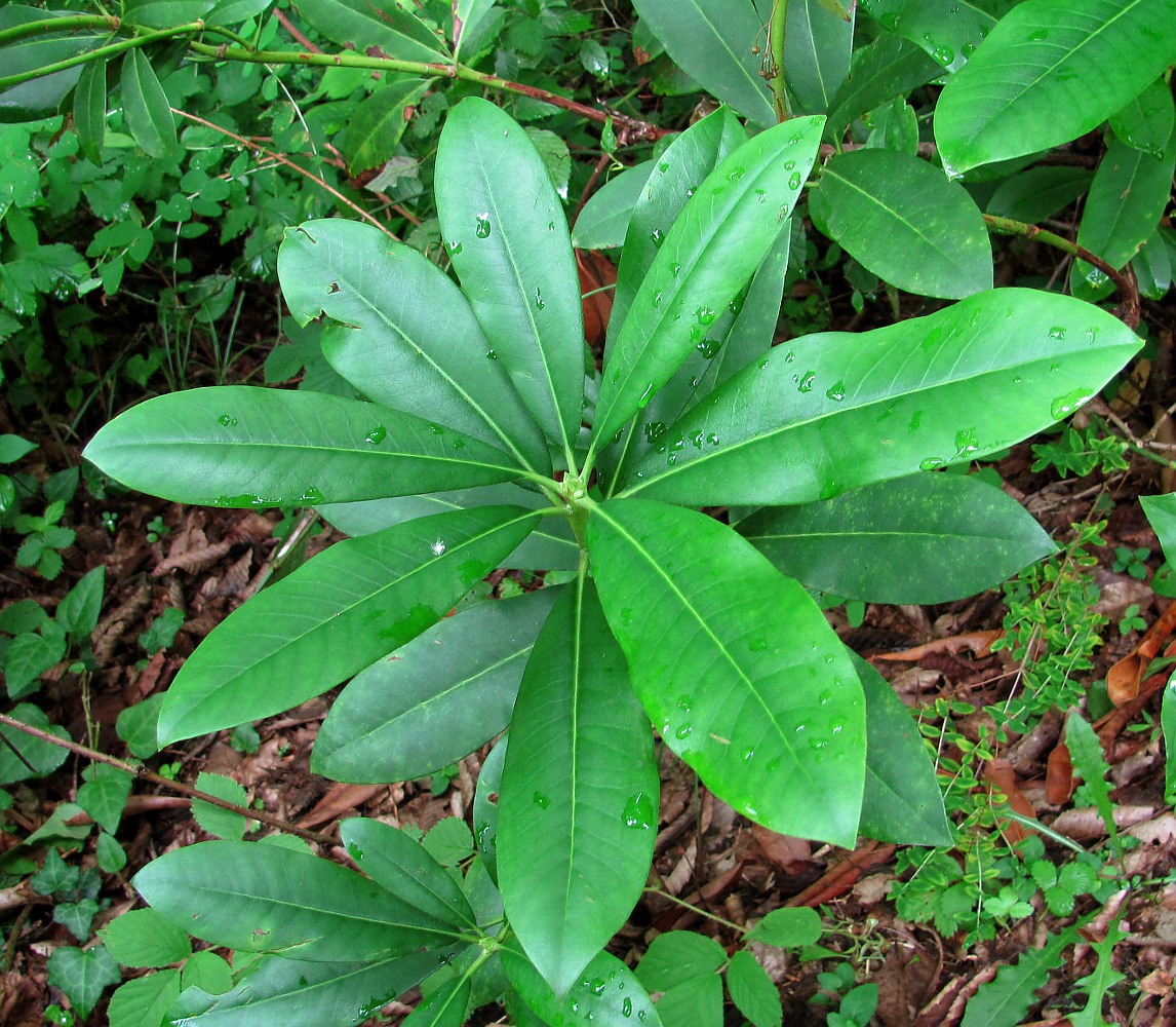 Image of Rhododendron ponticum specimen.