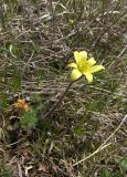 Pulsatilla albana