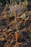 Allium caspium