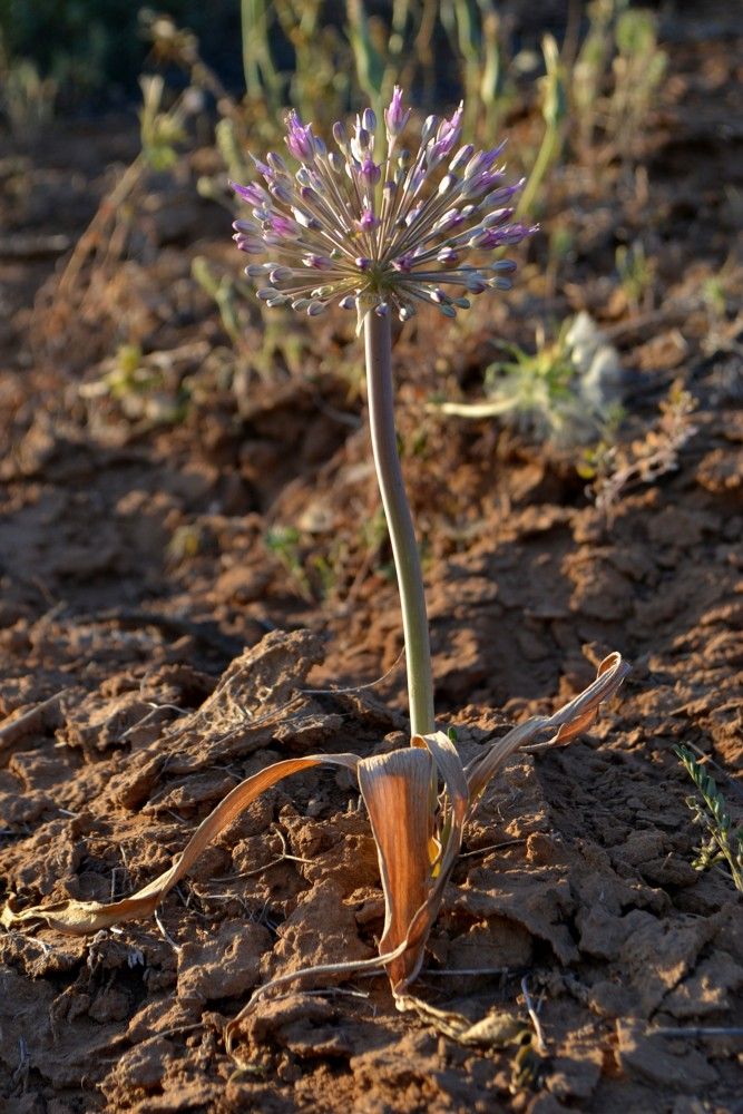 Image of Allium caspium specimen.