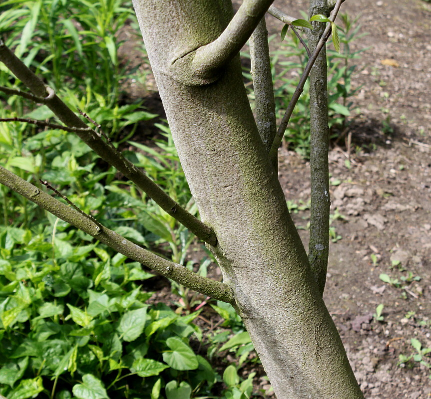 Image of Asimina triloba specimen.