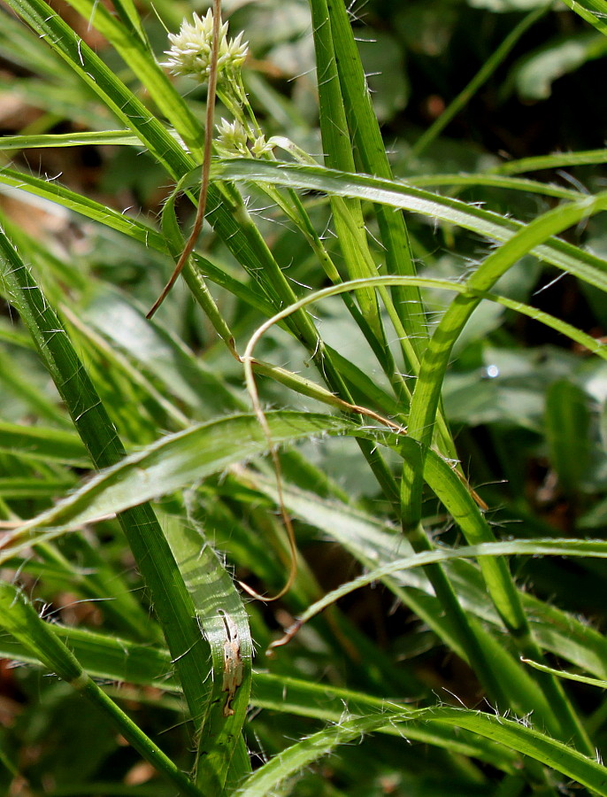 Image of Luzula nivea specimen.