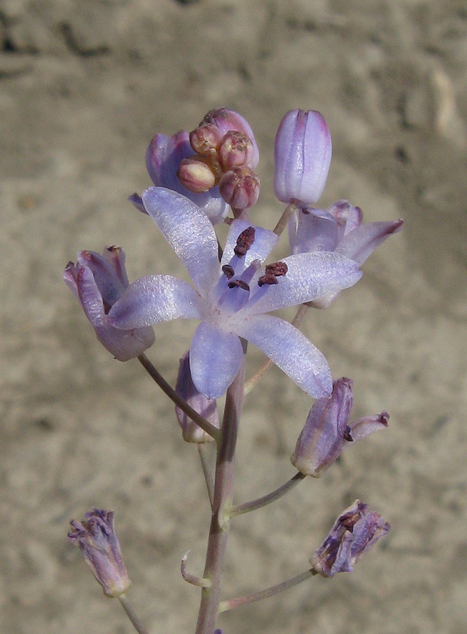 Image of Prospero autumnale specimen.