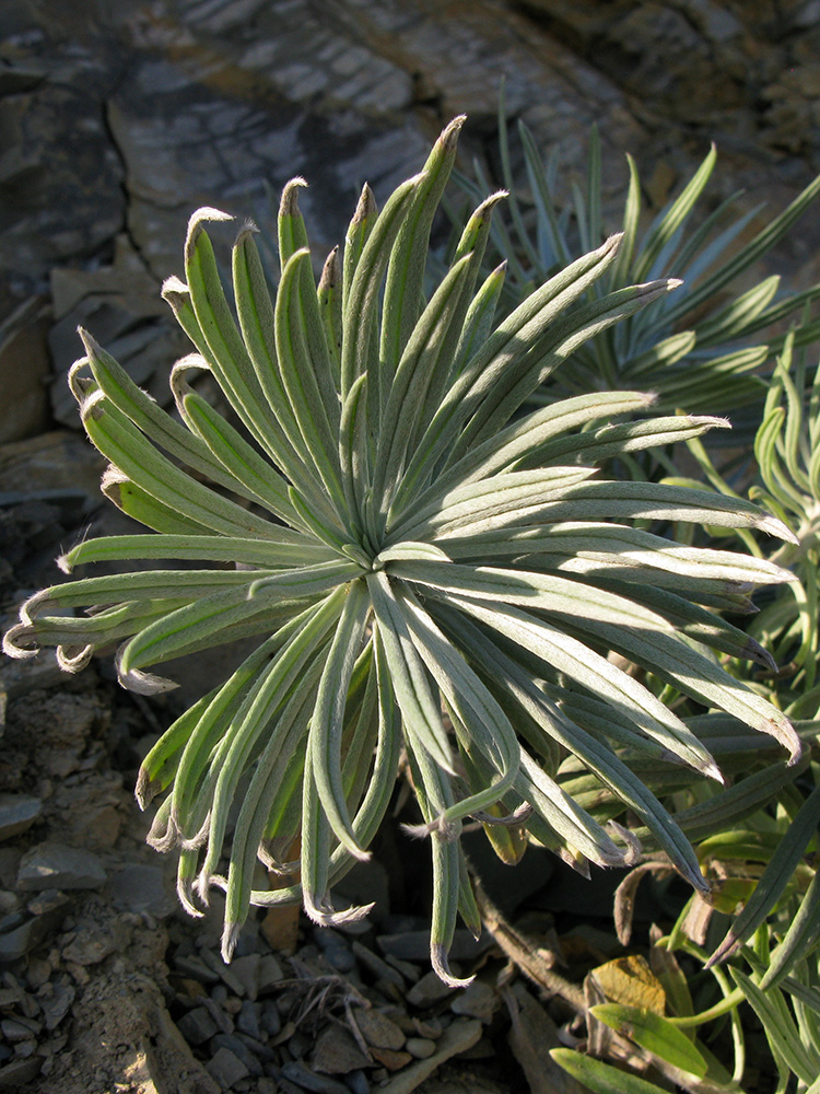 Image of Onosma polyphylla specimen.