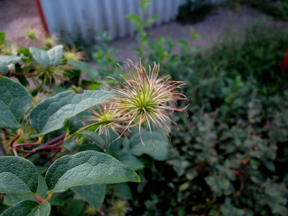 Image of Clematis &times; jackmanii specimen.