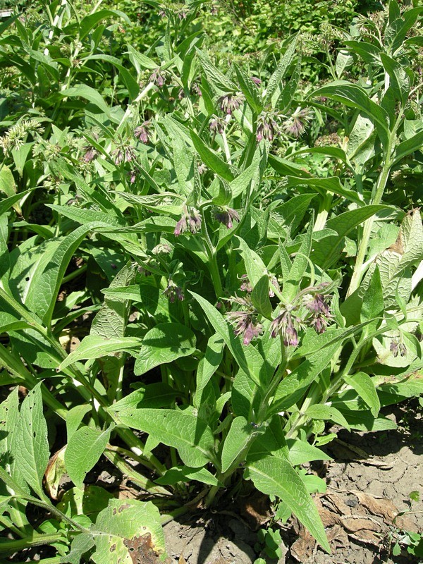 Image of Symphytum officinale specimen.