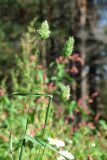 Phalaris canariensis. Верхушки цветущих растений. Архангельская обл., Холмогорский р-н, окр. пос. Усть-Пинега, свалка. 28.08.2013.