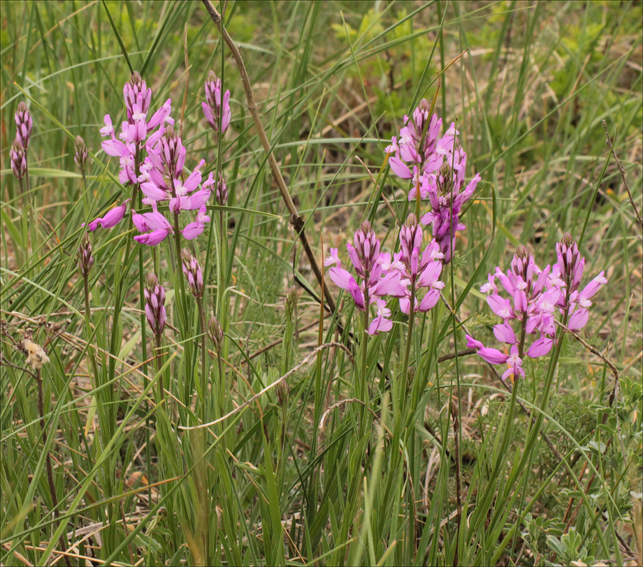 Изображение особи Polygala major.