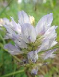 Astragalus austrosibiricus. Цветки. Республика Бурятия, Баунтовский эвенкийский р-н, окр. пос. Северный, долина р. Мал. Амалат близ пионерлагеря, речная терраса. 15.07.2013.