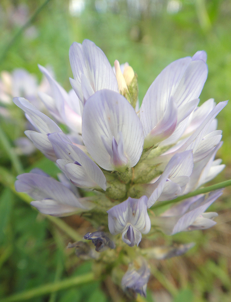 Image of Astragalus austrosibiricus specimen.