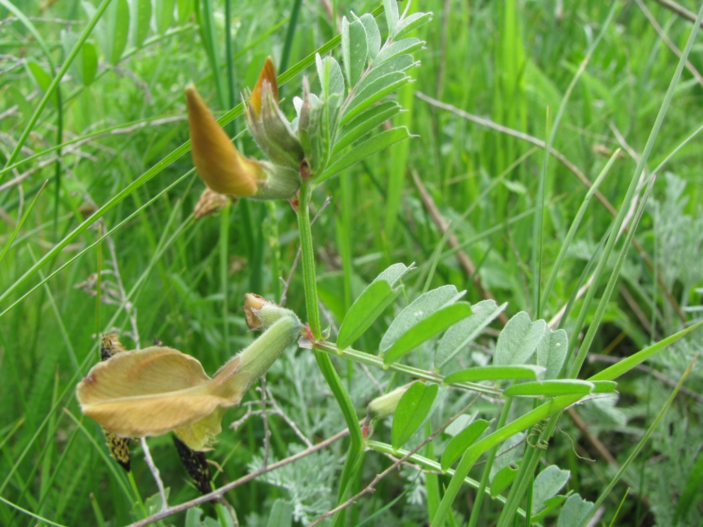 Изображение особи Vicia grandiflora.