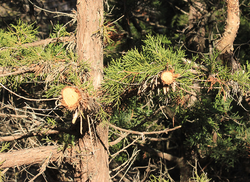 Image of Juniperus excelsa specimen.