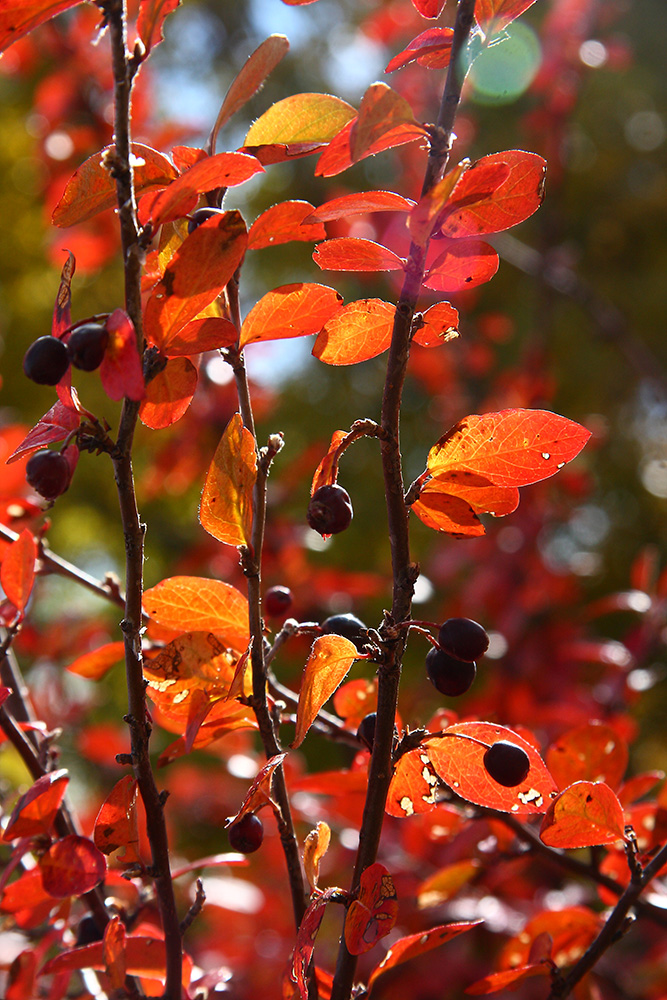 Image of Cotoneaster melanocarpus specimen.