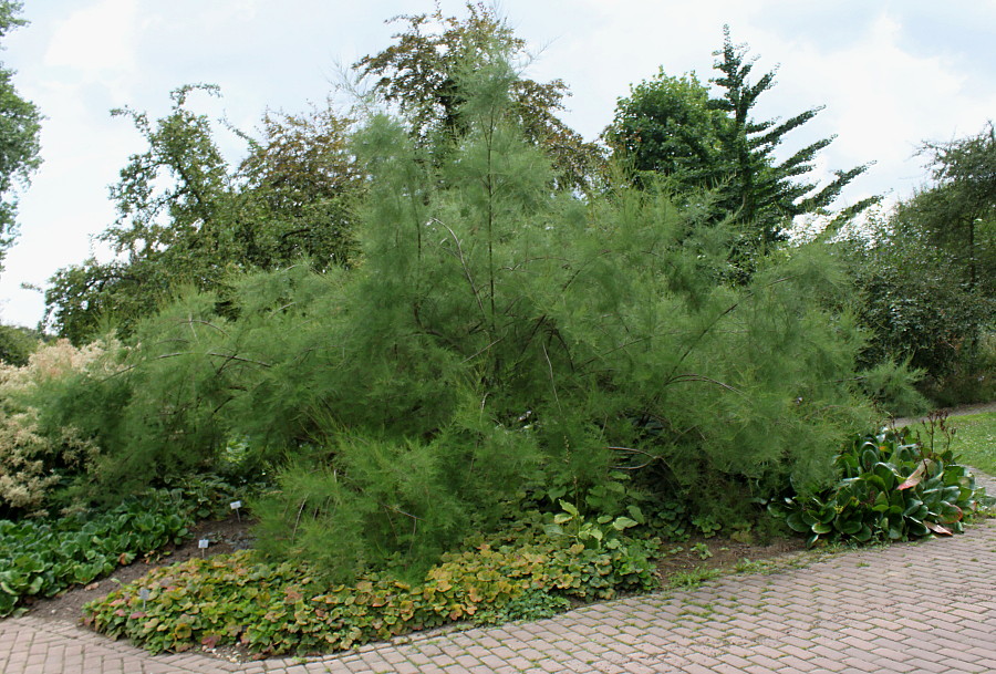 Image of genus Tamarix specimen.