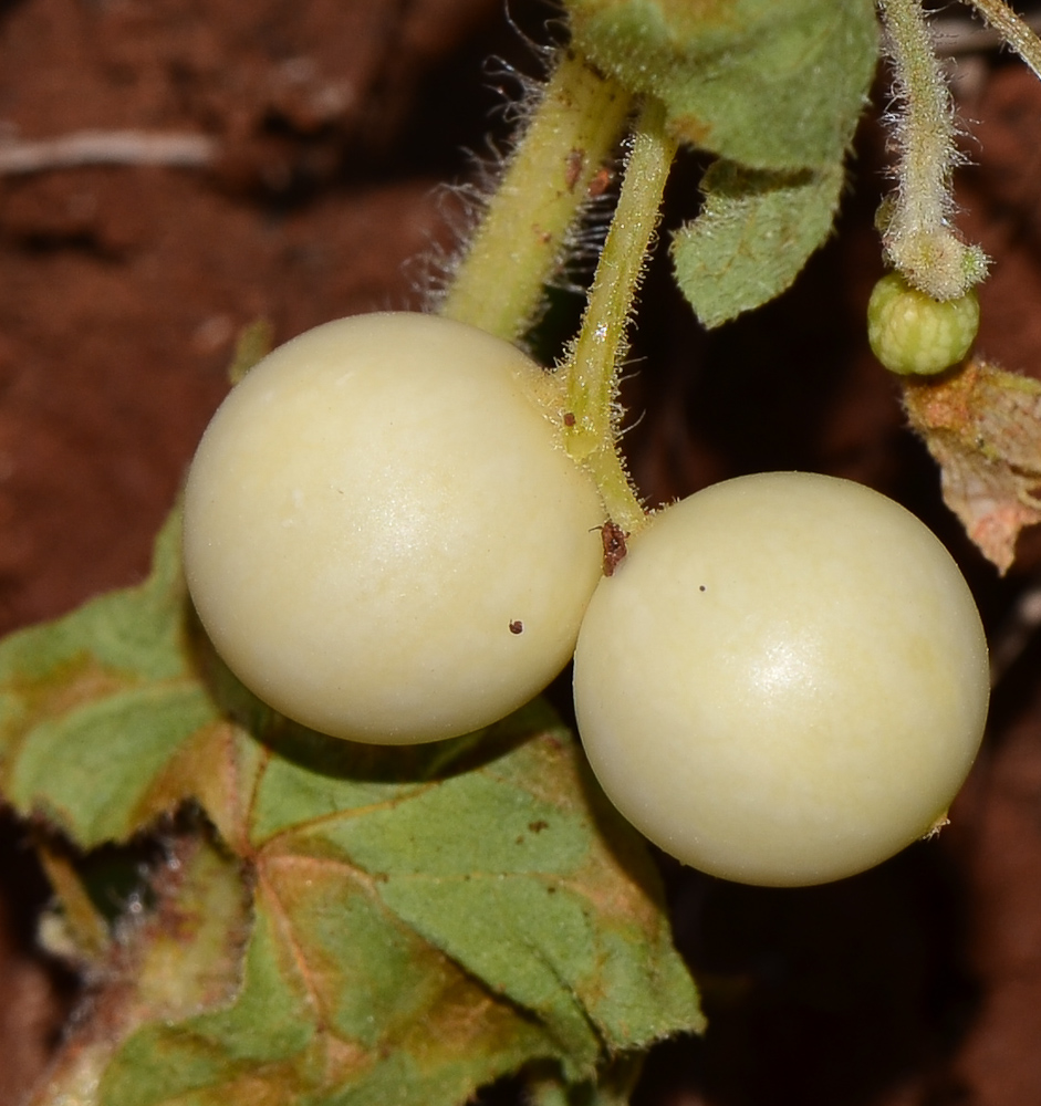 Изображение особи Bryonia syriaca.