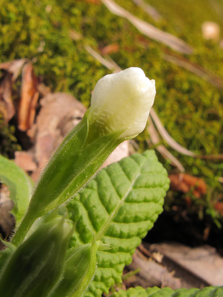 Image of Primula vulgaris specimen.