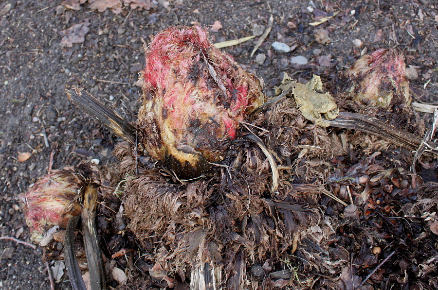 Image of Gunnera tinctoria specimen.