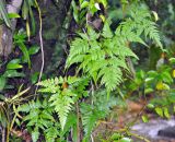Tectaria manilensis. Вегетирующие растения на стволе дерева. Таиланд, национальный парк Си Пханг-нга. 19.06.2013.