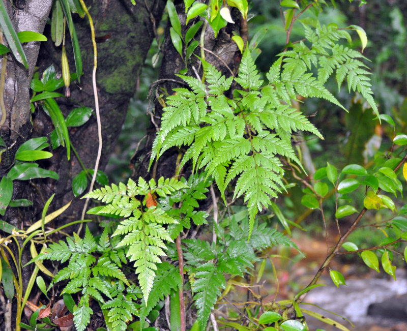Image of Tectaria manilensis specimen.