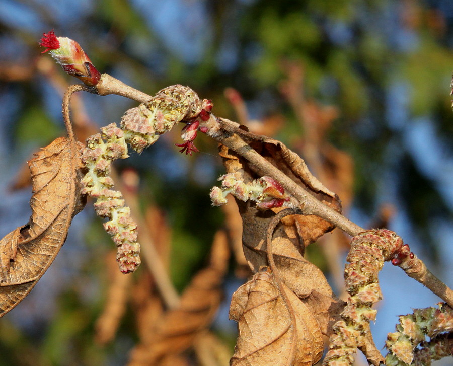 Изображение особи Corylus sieboldiana.