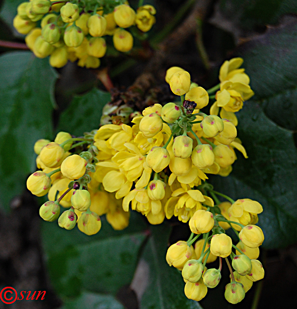 Image of Mahonia aquifolium specimen.