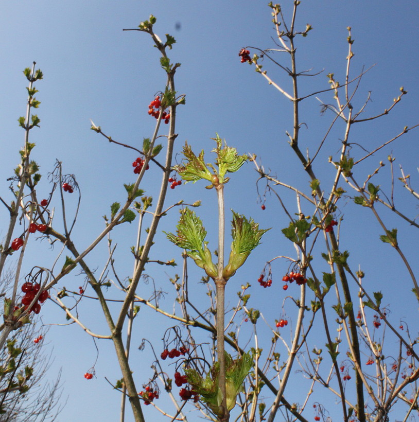 Image of Viburnum opulus specimen.