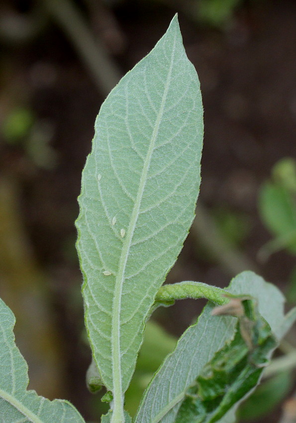 Image of genus Salix specimen.