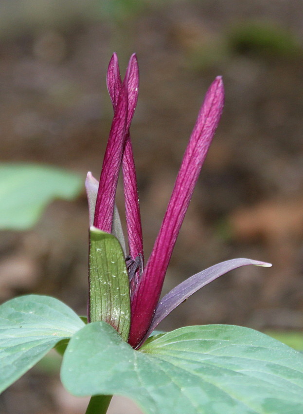 Image of genus Trillium specimen.