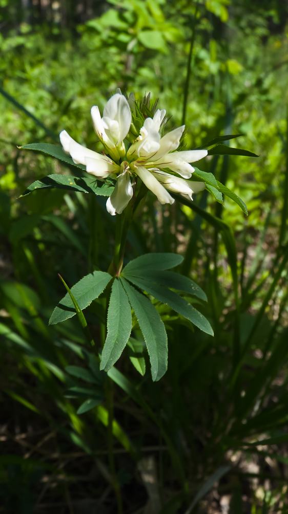 Image of Trifolium spryginii specimen.