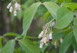 Staphylea trifolia. Соцветие с кормящимся насекомым. Нижний Новгород, Ботанический сад ННГУ им. Н.И. Лобачевского, в культуре. 23.05.2014.