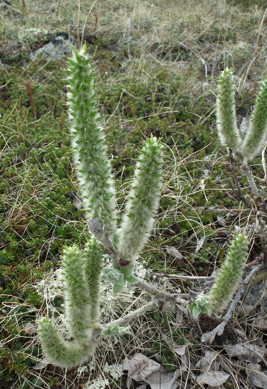 Image of Salix lanata specimen.