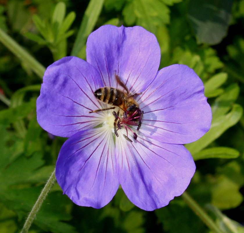 Image of Geranium wallichianum specimen.