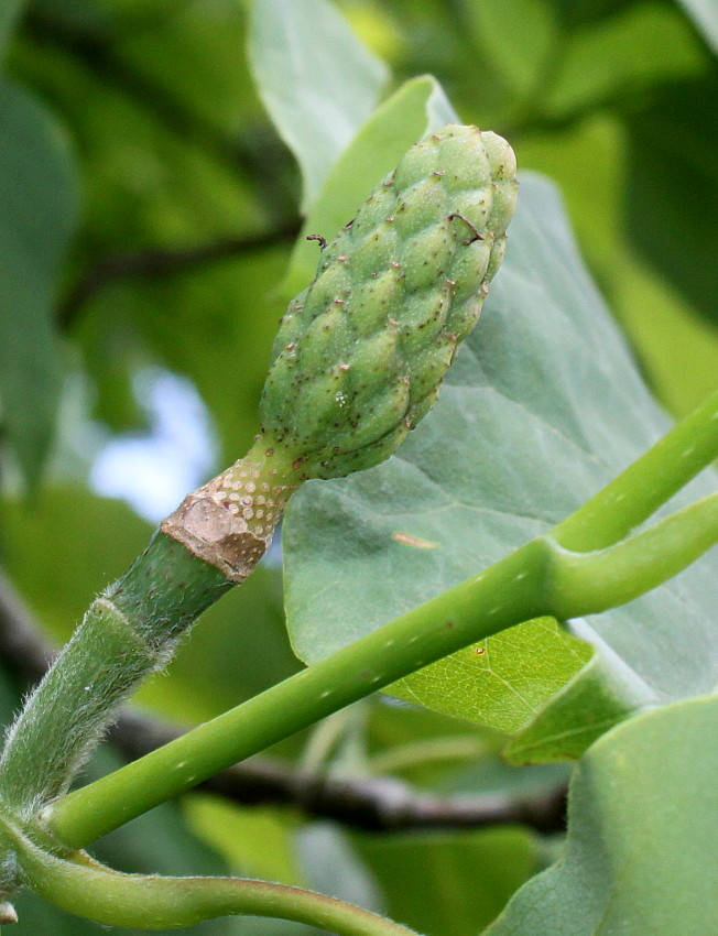 Image of Magnolia acuminata specimen.