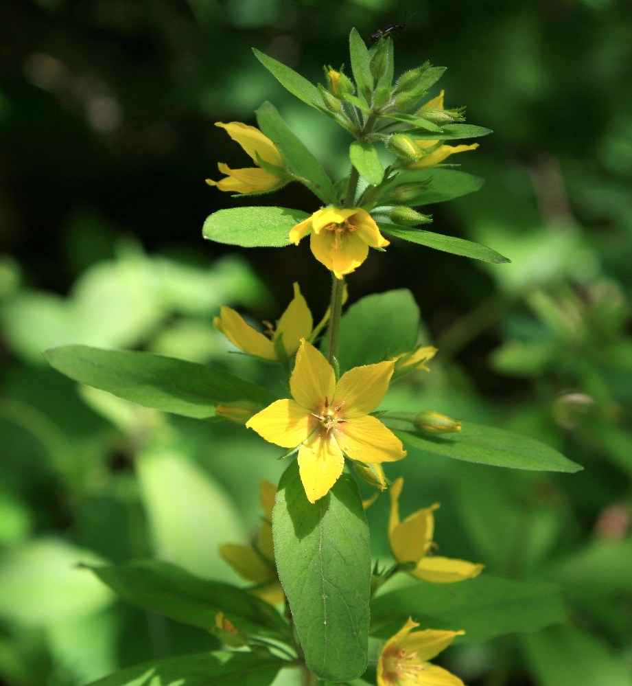 Image of Lysimachia verticillaris specimen.