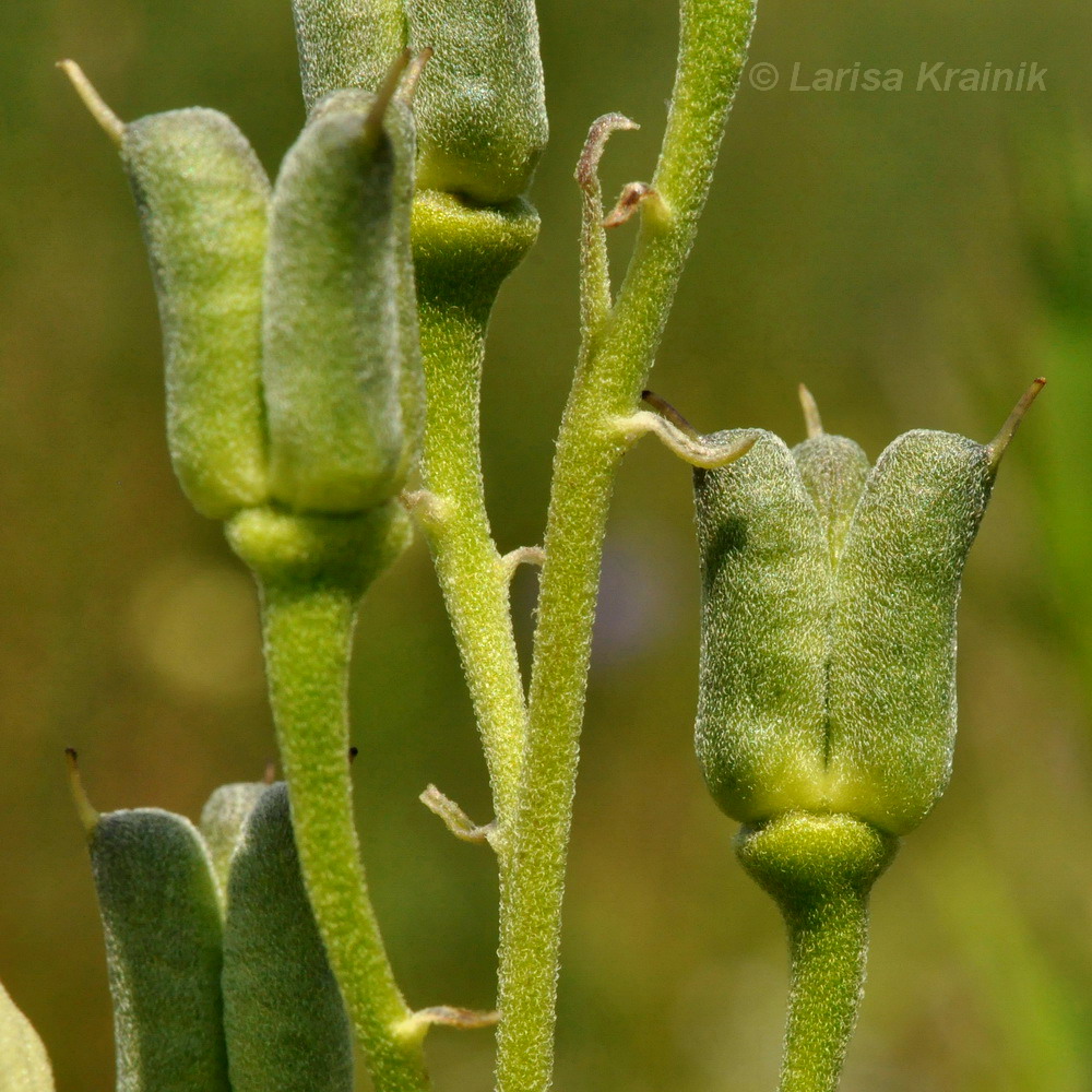 Изображение особи Aconitum coreanum.