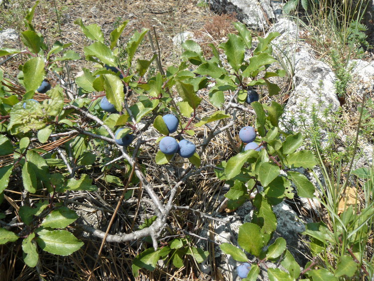 Image of Prunus stepposa specimen.