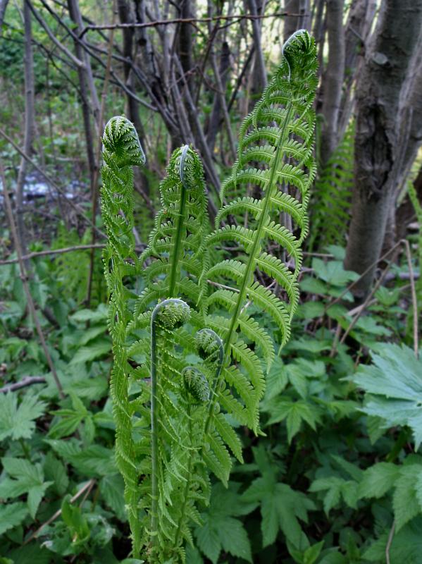 Изображение особи Matteuccia struthiopteris.