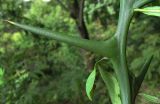 Poncirus trifoliata. Часть молодого побега с пазушными колючками. Абхазия, Гудаутский р-н, г. Новый Афон, Афонская гора. 20 августа 2009 г.