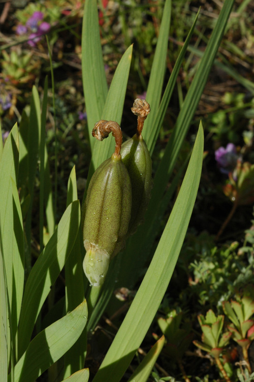 Image of Iris bloudowii specimen.