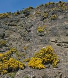 Ulex europaea. Цветущие растения на скале. Великобритания, Шотландия, Эдинбург, Holyrood Park, Salisbury Crags. 2 апреля 2008 г.