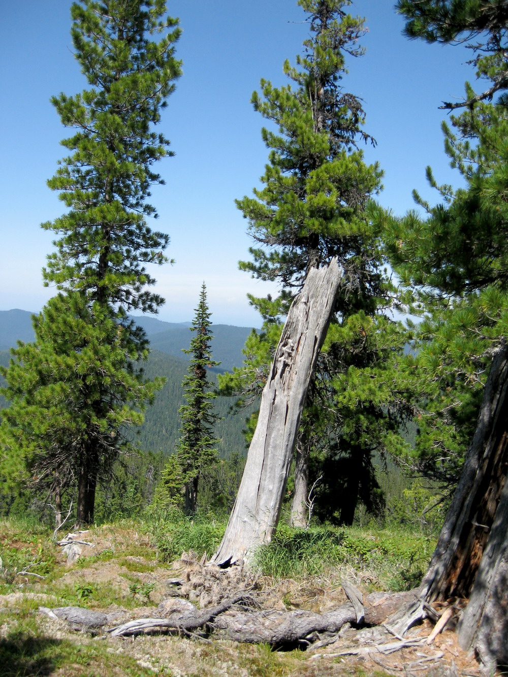 Image of Pinus sibirica specimen.