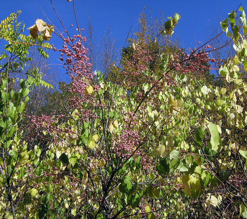 Image of Euonymus bungeanus specimen.