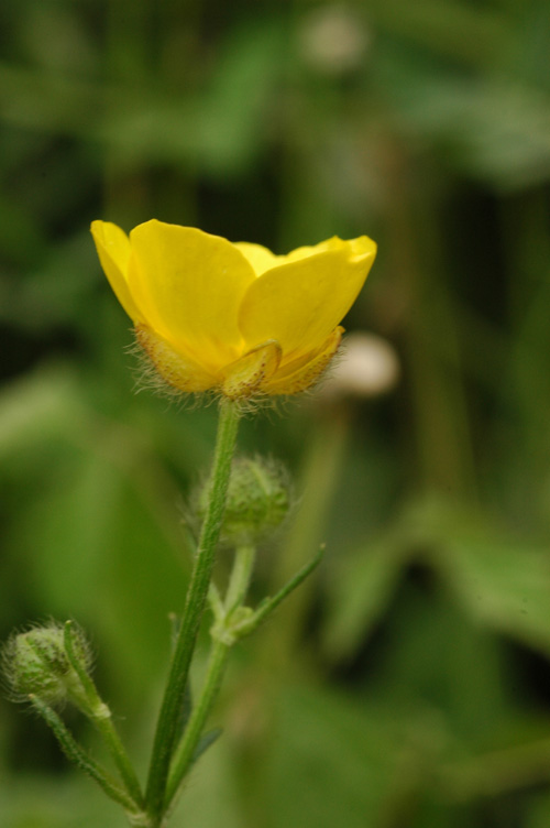 Изображение особи Ranunculus polyanthemos.