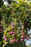Lophospermum atrosanguineum. Верхушка отцветшего растения. США, Калифорния, Сан-Франциско, ботанический сад. 28.02.2014.