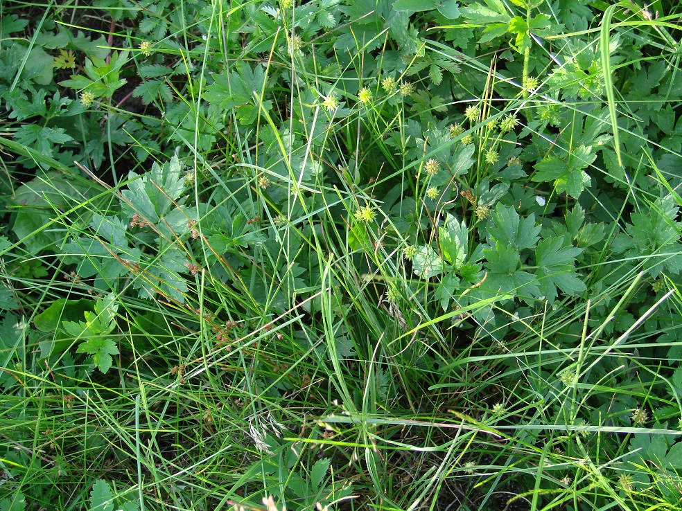 Image of Ranunculus repens specimen.