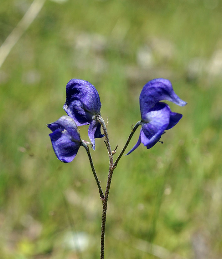 Image of Aconitum nemorum specimen.