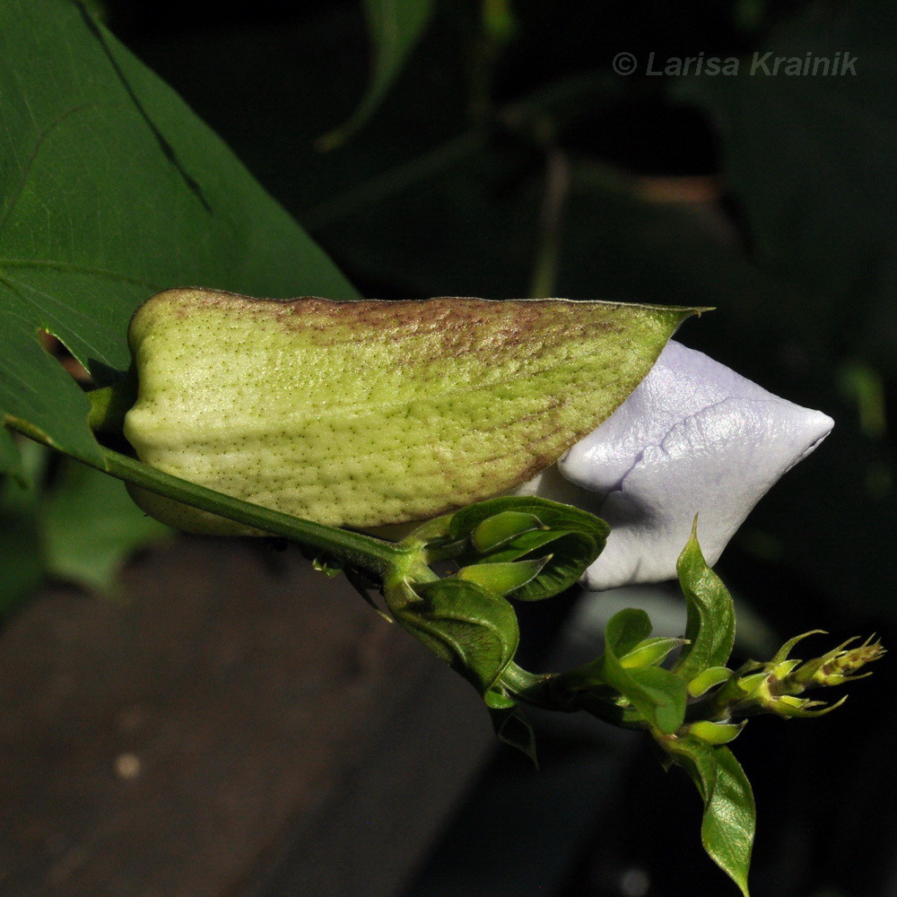 Image of Thunbergia laurifolia specimen.